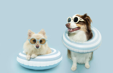 Summer banner. Dogs inside of a infltable ring going on vacations. Isolated on blue pastel background