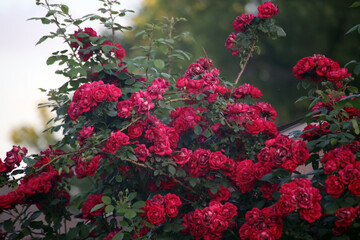 Rose bush
