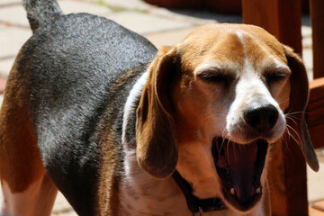 Beagle dog yawning