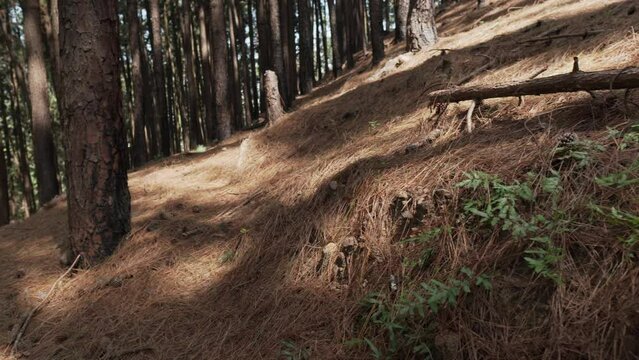 Panning shot of pine woods and tree trunks in Sri Lankan Forest 

