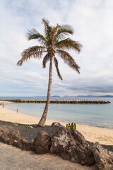 Palm Beach/An image capturing a single palm tree by a beautiful beach. Shot in Lanzarote, Canary Islands, Spain.