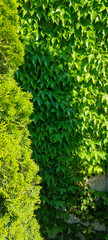 Wall overgrown with lush Green tri pointed leaves of wild maiden grapes; next to it stands tree-like tui, creating an eco-style hedge.