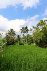 rice field near Gunung Kawi Temple