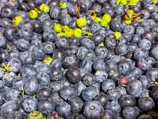 Freshly harvested blueberries ready for sorting and grading with bokeh