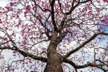 Fototapeta premium The most beautiful trees in flower: Pink Trumpet Tree (Tabebuia impetiginosa or Handroanthus impetiginosus).