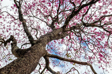 The most beautiful trees in flower: Pink Trumpet Tree (Tabebuia impetiginosa or Handroanthus impetiginosus).