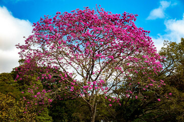 The most beautiful trees in flower: Pink Trumpet Tree (Tabebuia impetiginosa or Handroanthus impetiginosus).