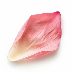 Fototapeta premium Delicate Rose Petal with graceful curve on white background