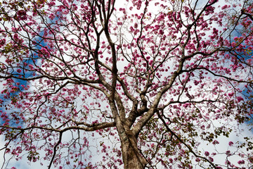 The most beautiful trees in flower: Pink Trumpet Tree (Tabebuia impetiginosa or Handroanthus impetiginosus).