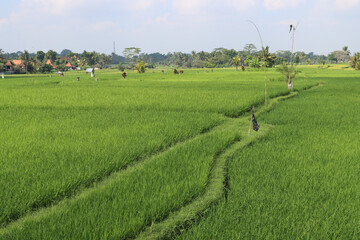 Paths in a green rice field
