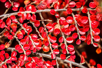 Close-up shot of bright red leaves of beautiful tree.