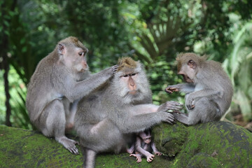 Macaque family taking care of each other