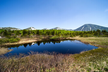 日本、青森県、初夏の睡蓮沼