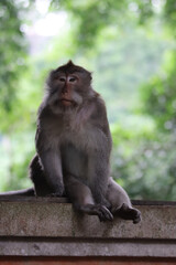 Obraz premium Macaque sitting relaxed on a temple wall