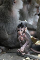 Portrait of a small macaque close to his mother