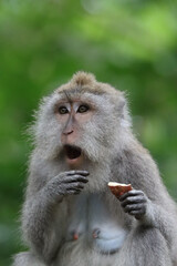 Beautiful face expression of an macaque eating