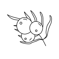 Acai berry in doodle style. Vector isolated on white background