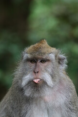 Obraz premium Funny portrait of an macaque with his tongue out