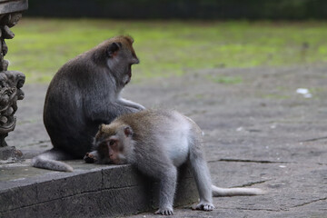 Proof of love at macaques