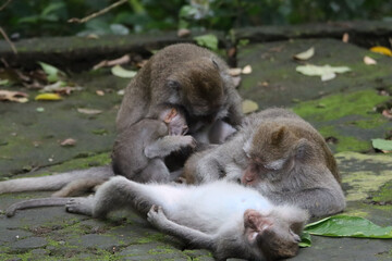 Baby macaques asking for attention