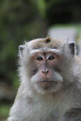 Obraz premium Suggestive closeup of an macaque