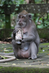 Macaque keeping a can in his hands