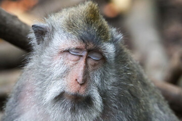 Close-up of a sleeping baboon