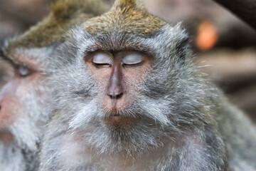 Obraz premium close up of a sleeping macaque
