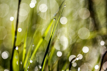 Grass in the meadow with morning.
