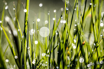 Grass in the meadow with morning.