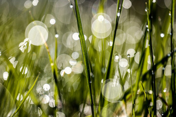 Grass in the meadow with morning.