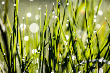 Grass in the meadow with morning.