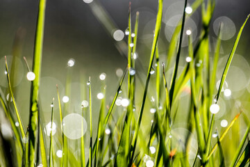 Grass in the meadow with morning.