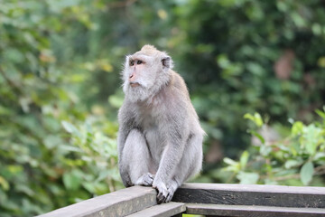 Portrait of an macaque sitting