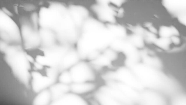 Leaf Tree Shadow Animation Video - Endless Loop in 4K UHD - Gobo Overlay Effect - Realistic Nature Shadow for Visual Design - Seamless Looping Shadow Texture - Animated Gobo Light for Mockup and Backg