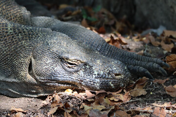 Fototapeta premium Head of an komodo dragon