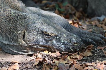 Obraz premium Face of an komodo dragon at Rinca island, 