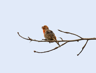Male House Finch Singing