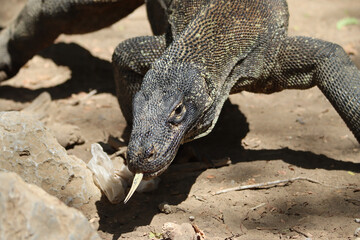 Portrait of an Komodo dragon with tongue out