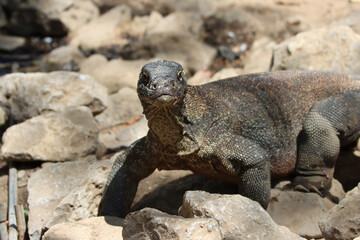 Front view of an Komodo dragon
