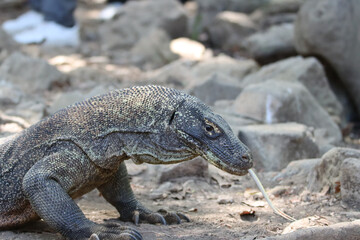 Komodo dragon head with tongue out