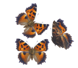 small tortoiseshell butterfly