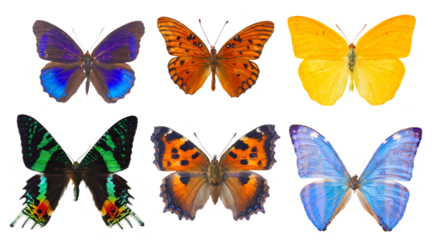 morpho adonis blue butterfly