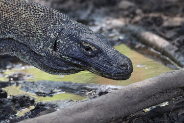 Komodo dragon approaching an water source