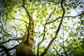 Looking up at a tree on a clear sunny evening through green leaves