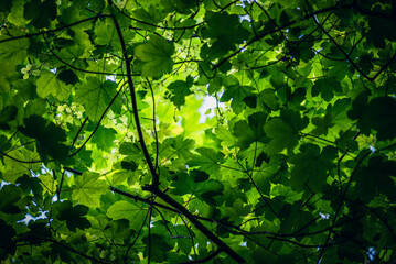 Looking up at a tree on a clear sunny evening through green leaves