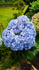 Vibrant blue hydrangea flowers in full bloom in a lush garden with green grass and foliage in the background, capturing the natural beauty of outdoor flora