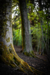 Fototapeta premium A old tree trunk in forest on a sunny evening, close to Brighton, East Sussex, UK