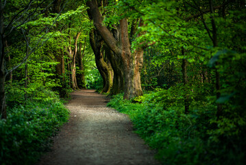 Naklejka premium A old tree trunk in forest on a sunny evening, close to Brighton, East Sussex, UK