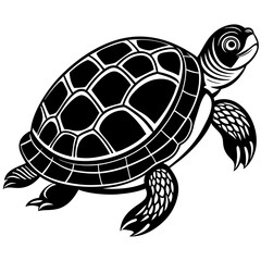 turtle illustration